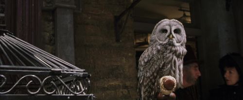 PF-Potterish_01822.jpg