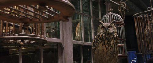 PF-Potterish_01823.jpg