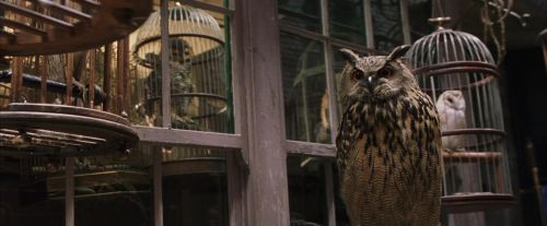 PF-Potterish_01824.jpg