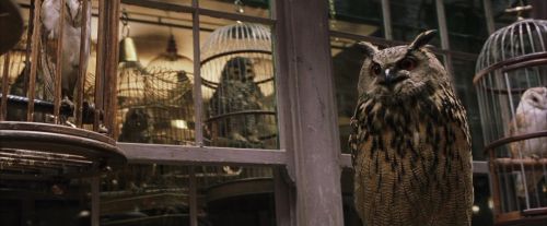 PF-Potterish_01825.jpg