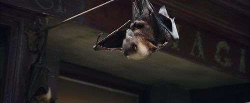 PF-Potterish_01828.jpg