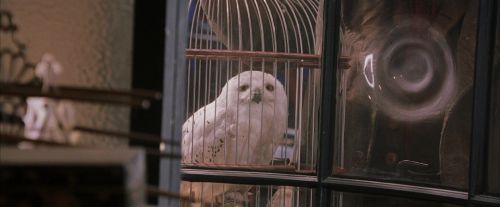 PF-Potterish_02457.jpg