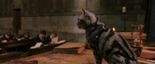 PF-Potterish_04318.jpg