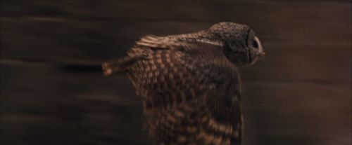 PF-Potterish_04603.jpg