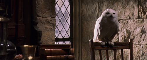 PF-Potterish_07406.jpg