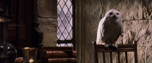 PF-Potterish_07407.jpg