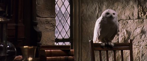 PF-Potterish_07408.jpg