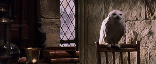 Click to view full size image
==============
PF-Potterish_07410.jpg PF-Potterish_07410.jpg