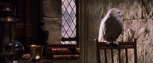 PF-Potterish_07411.jpg