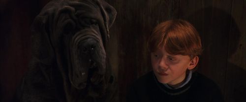 PF-Potterish_08484.jpg