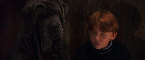 PF-Potterish_08485.jpg