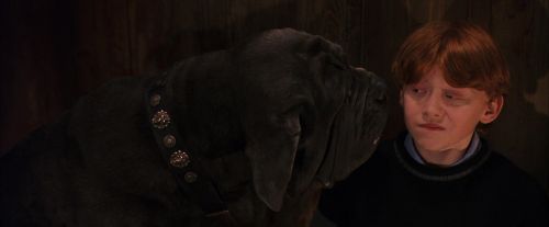 PF-Potterish_08499.jpg