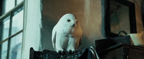 PdA-Potterish_1021.jpg