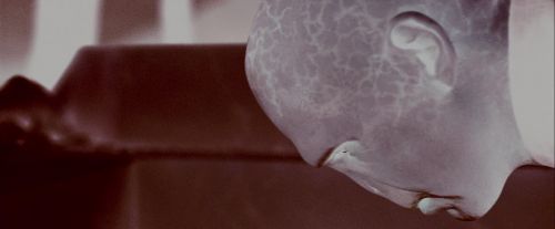 Potterish-RdMTrailerParte1-96.jpg