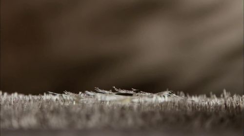 PottermoreAnuncio-Ish-64.jpg