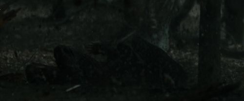 RdM1-Potterish12128.jpg