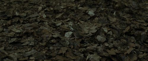 Click to view full size image
==============
RdM1-Potterish6689.jpg RdM1-Potterish6689.jpg
