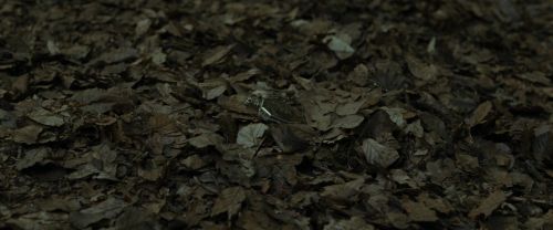 RdM1-Potterish6690.jpg