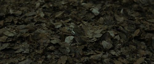 RdM1-Potterish6691.jpg