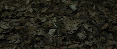 RdM1-Potterish6692.jpg