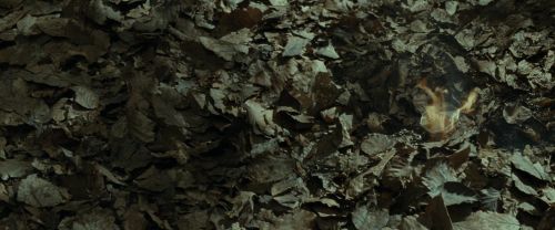 RdM1-Potterish6754.jpg
