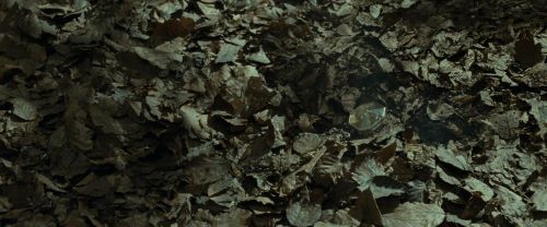 RdM1-Potterish6757.jpg
