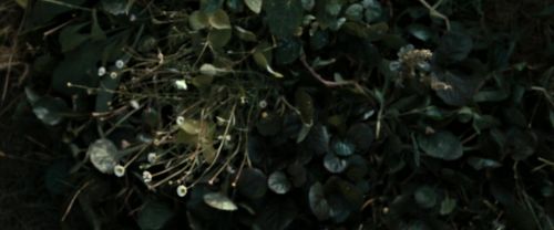 Click to view full size image
==============
RdM2-Potterish_08733.jpg RdM2-Potterish_08733.jpg