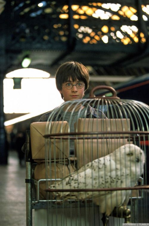 Click to view full size image
==============
hp1-stills-hd-76.jpg hp1-stills-hd-76.jpg