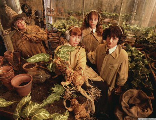 hp2-stills-hd-56.jpg