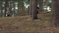 8E912DE2_HP7_ABC_FAMILY_INTERSTITIAL_FOREST_RUN_1080_096.jpg