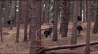 8E912DE2_HP7_ABC_FAMILY_INTERSTITIAL_FOREST_RUN_1080_132.jpg