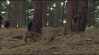 8E912DE2_HP7_ABC_FAMILY_INTERSTITIAL_FOREST_RUN_1080_355.jpg