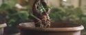 CS-Potterish_02230.jpg