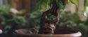 CS-Potterish_02233.jpg