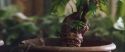 CS-Potterish_02235.jpg