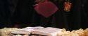 CS-Potterish_02364.jpg