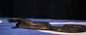 CS-Potterish_04671.jpg