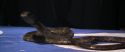 CS-Potterish_04672.jpg