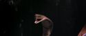 CS-Potterish_04710.jpg
