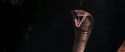 CS-Potterish_04712.jpg