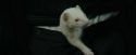 CdF-Potterish_3267.jpg