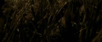 EdP-Potterish7533.jpg