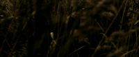 EdP-Potterish7535.jpg