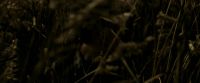 EdP-Potterish7536.jpg