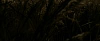 EdP-Potterish7540.jpg