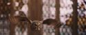 PF-Potterish_04609.jpg
