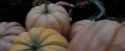 PdA-Potterish_7051.jpg