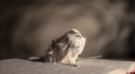 PottermoreAnuncio-Ish-126.jpg