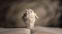 PottermoreAnuncio-Ish-135.jpg