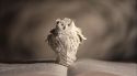 PottermoreAnuncio-Ish-136.jpg